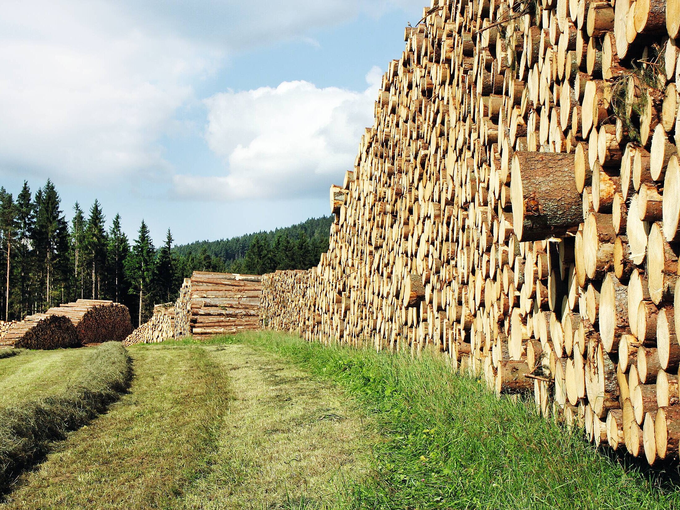 Holzstapel auf einer Wiese Holzstapel auf einer Wiese