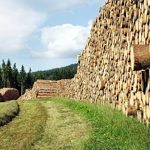 Ein Lagerplatz mit gestapeltem Holz, wo dicke Baumstämme ordentlich angeordnet sind. Im Hintergrund sind Bäume und der Himmel sichtbar. Das Gelände ist mit Gras bedeckt, das den Eindruck einer ländlichen Umgebung vermittelt.