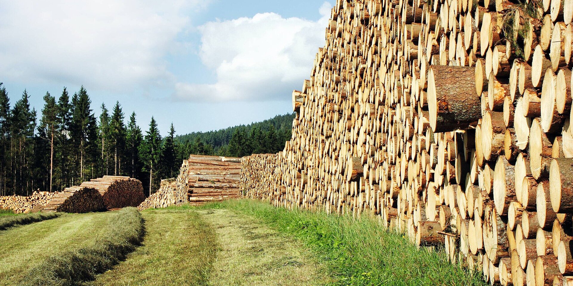 Ein Lagerplatz mit gestapeltem Holz, wo dicke Baumstämme ordentlich angeordnet sind. Im Hintergrund sind Bäume und der Himmel sichtbar. Das Gelände ist mit Gras bedeckt, das den Eindruck einer ländlichen Umgebung vermittelt.