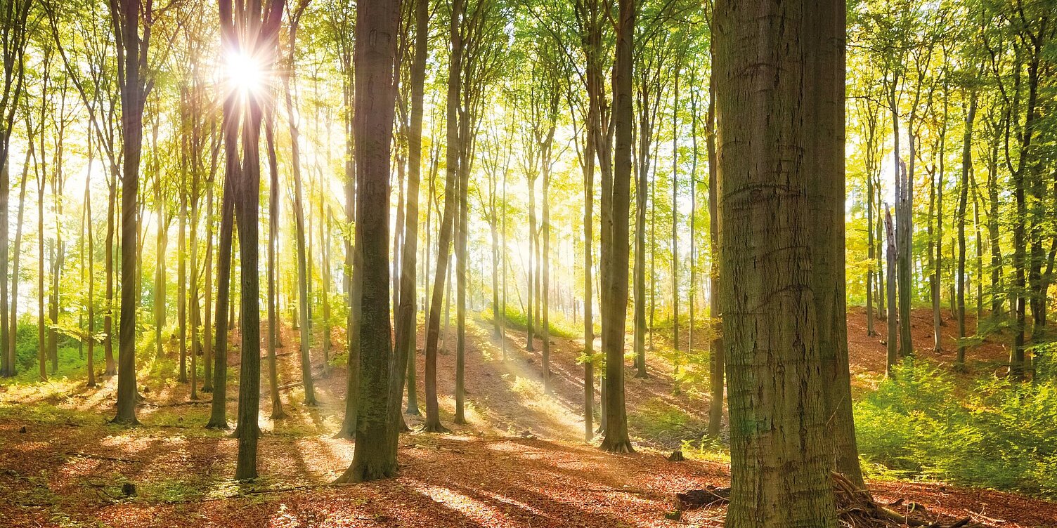 Wald im Herbst mit Blättern am Boden und Sonnenstrahlen durch die Blätter Wald im Herbst mit Blättern am Boden und Sonnenstrahlen durch die Blätter